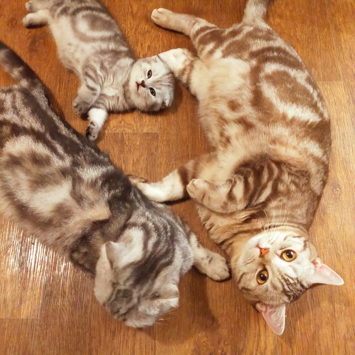 Вязка Скоттиш страйт