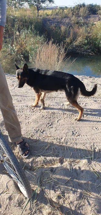 Немис афчаркаси эркак