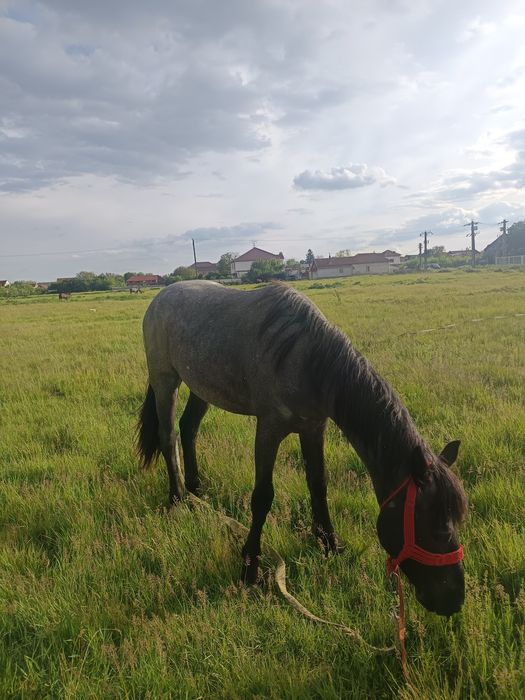 Mânză de un An jumate  de vânzare