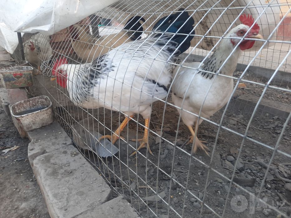 Adler zotli xo'roz sotiladi yoki makiyoniga almashtiriladi
