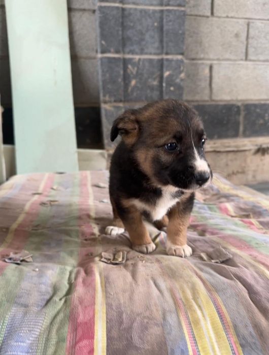 Щенки карапузики