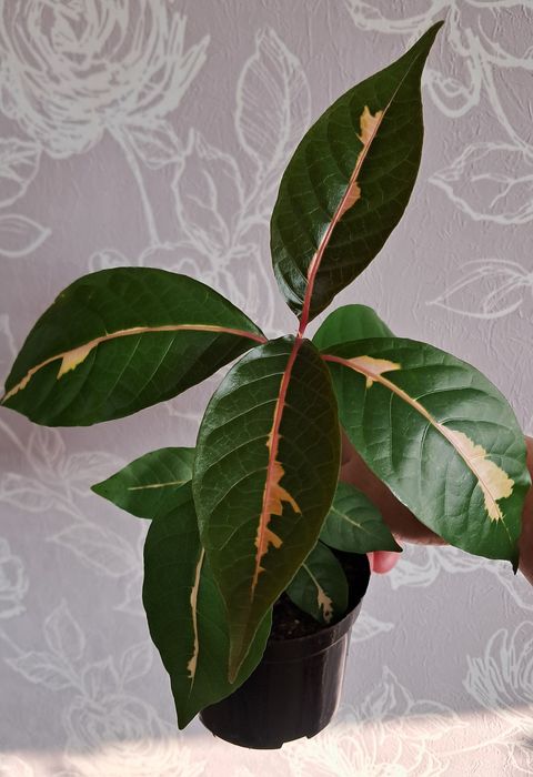 Комнатные цветы неприхотливые