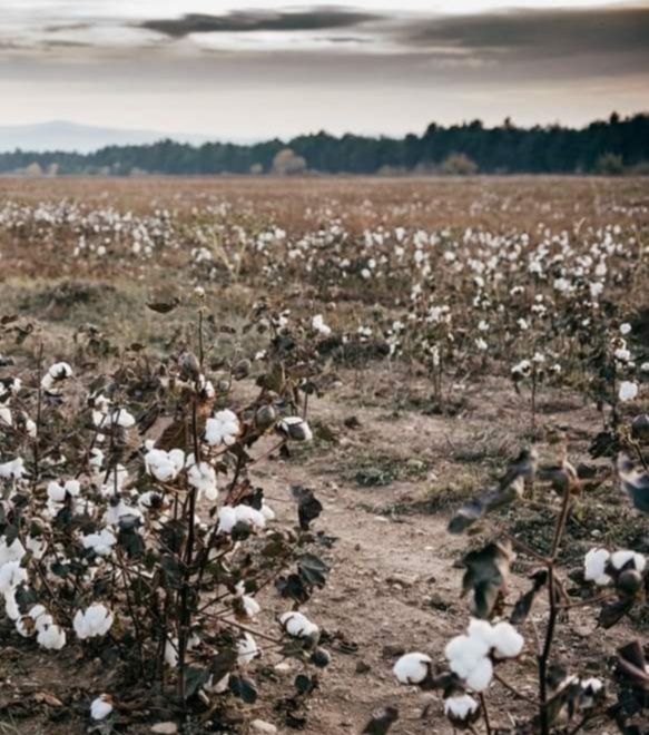 Семена за  памук