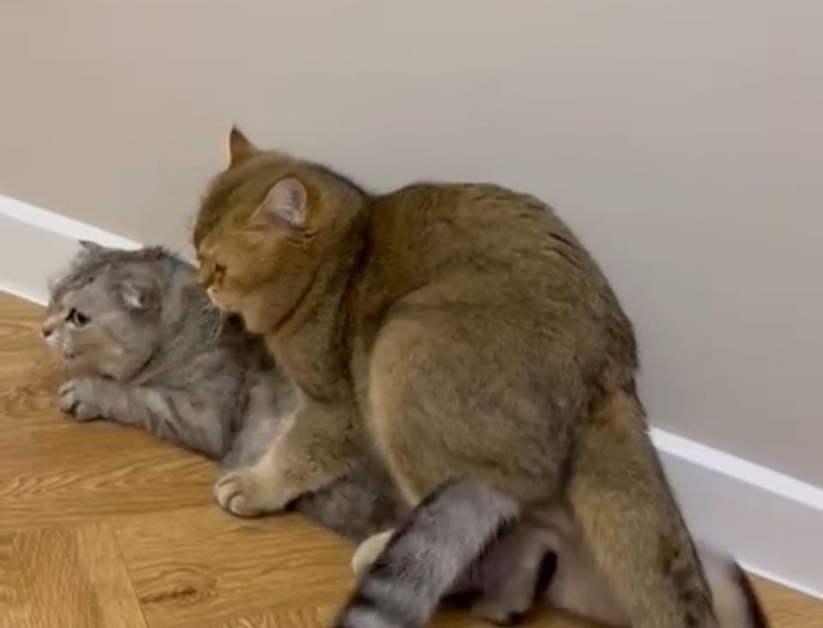 Котята котята котята