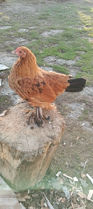 Vând 2 perechi de mii de florii la 125 lei/buc.