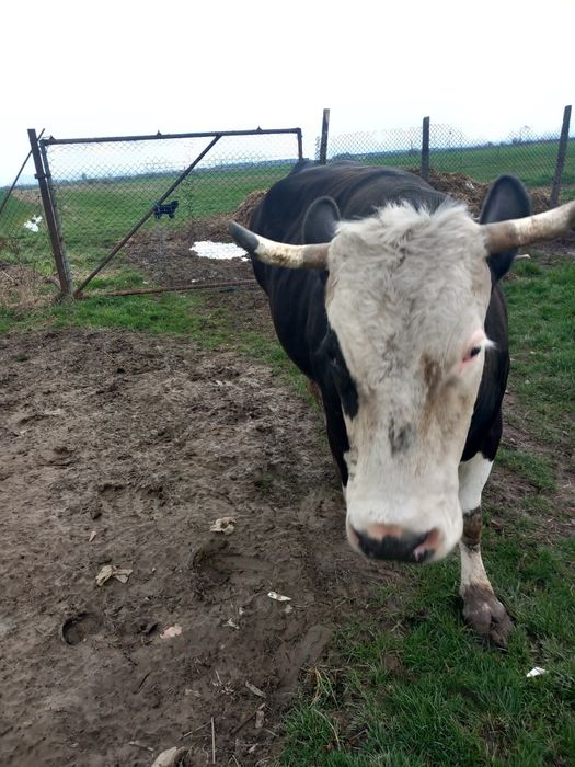 Vând vac de abator nu prinde citel