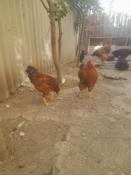 На продаже куры петушки