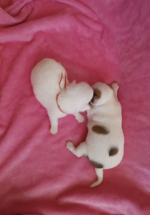 Девочка чихуахуа белая