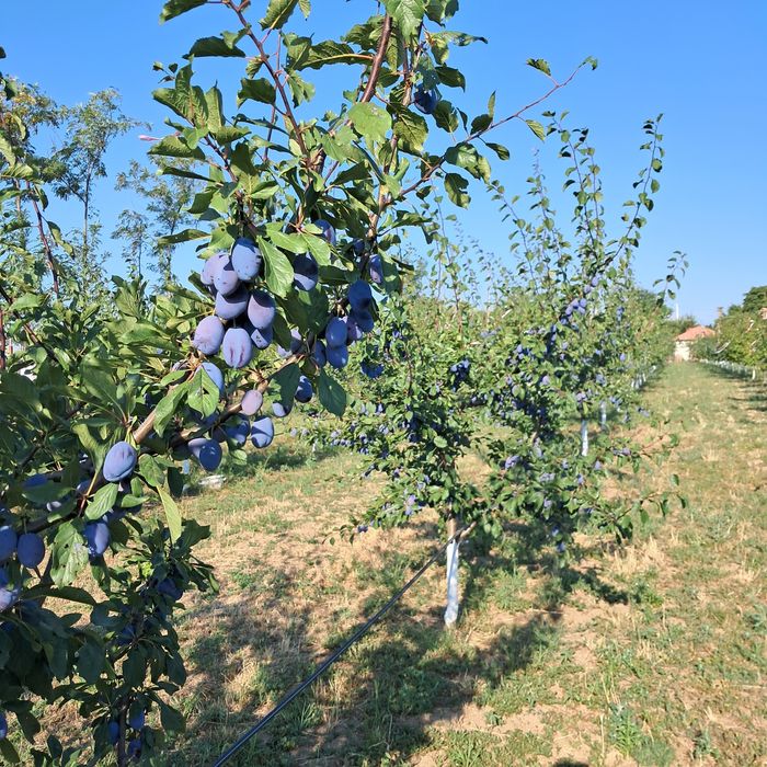 Vînd prune Stanley  AnaSpath direct din livadă  pentru gem Palincă