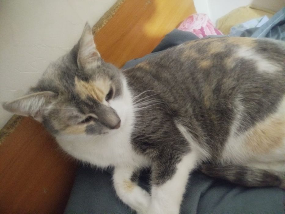 Отдам в хорошие в руки