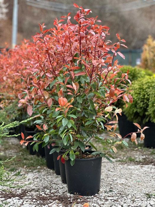 Photinia Red Robin Tip Tufă pentru Curți și Grădini Elegante