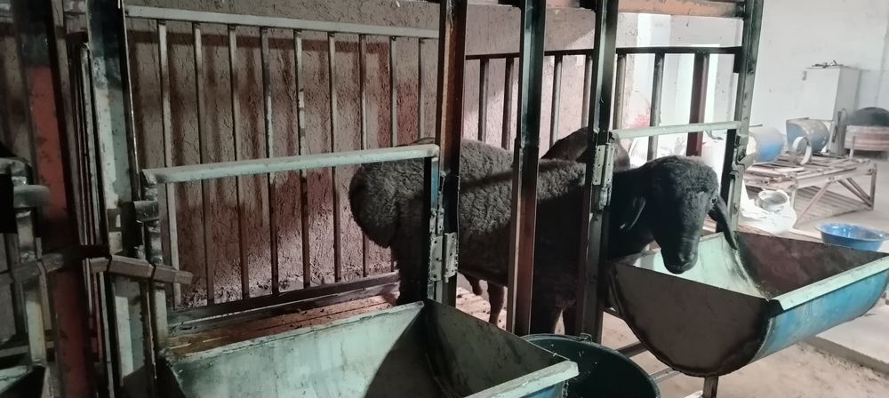 Куйхона сотилади 1.5га 1.5 кантанер