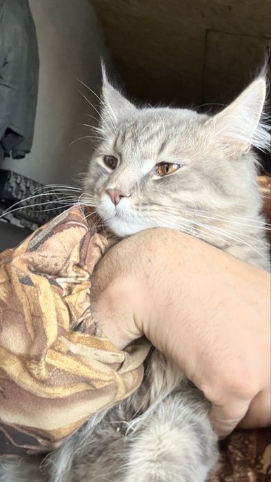 Мейкун в добрые руки кот