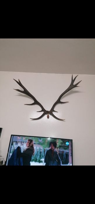 Продават се рога на лопатар