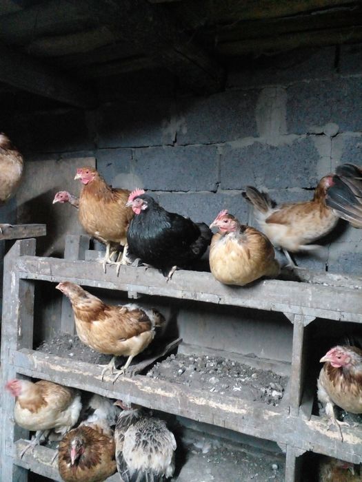 Продам кур нешушек домашние