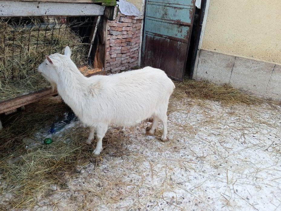 Vând capre de curte