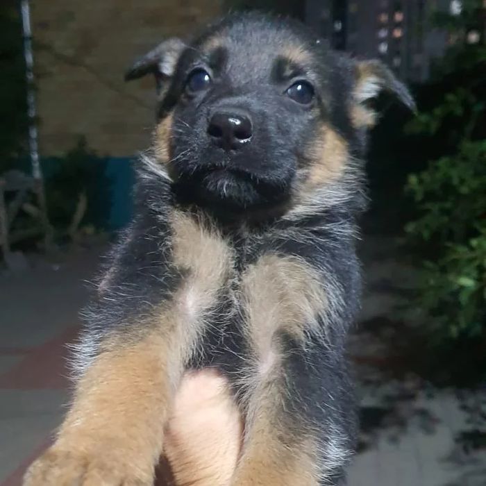 Продам собак немецких овчарок