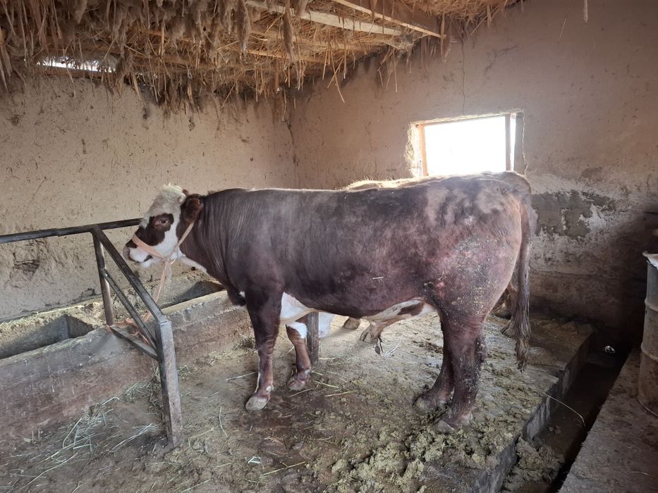 Бычка 2 года 2 бычка
