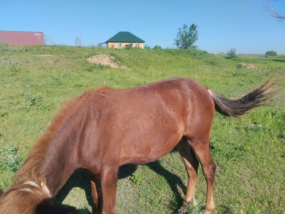 Лошади байланған тай