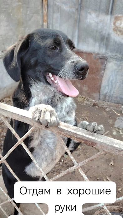 Отдам в хорошие руки, нашу девочку
