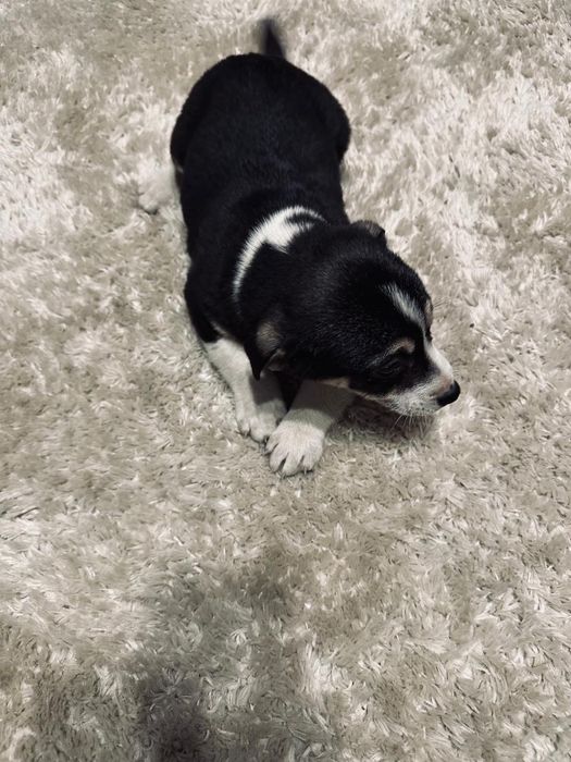 Отдаю щенков бесплатно