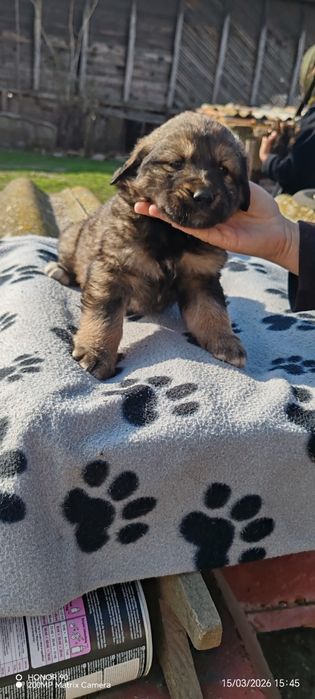 Ciobanesc corb romanesc