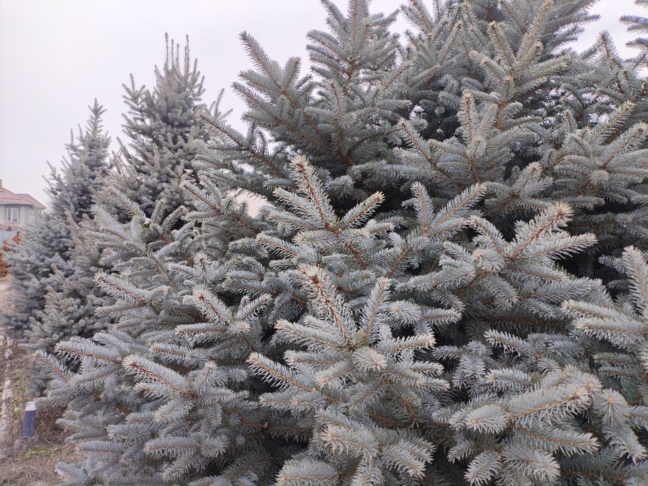 Голубая Ель от 2м и выше