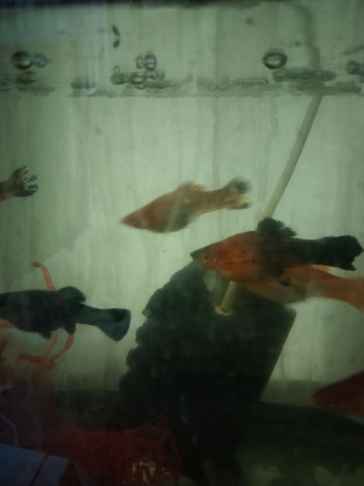 Большие беременные самки