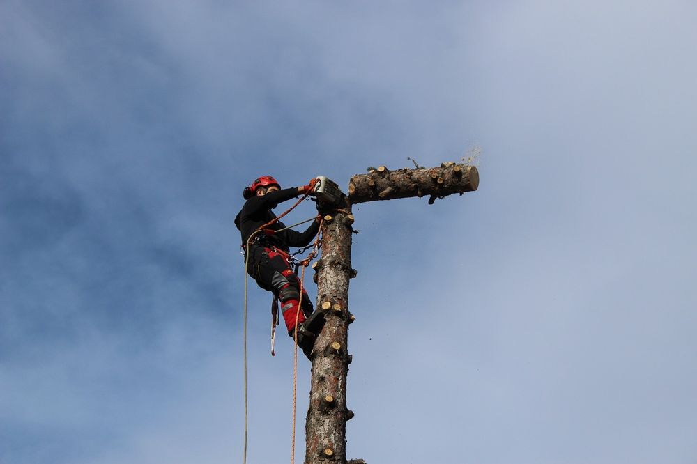 Рязане на дървета