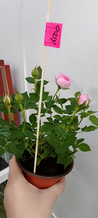 Розы в горшочке:3500 тенге