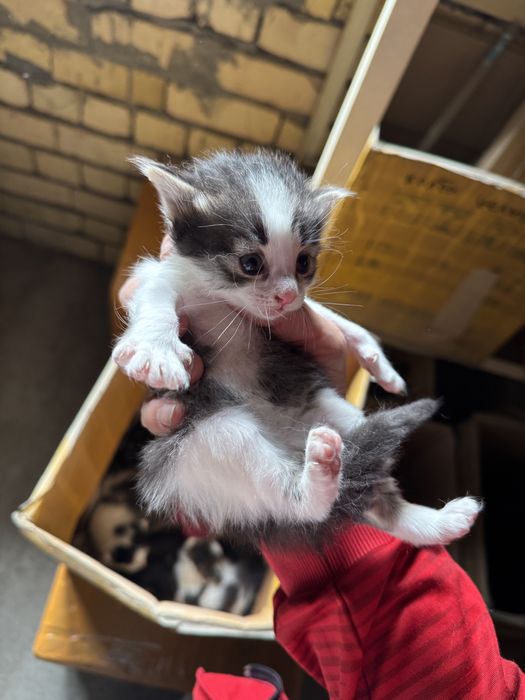 Котята полтора месяца. Очень красивые и игривые