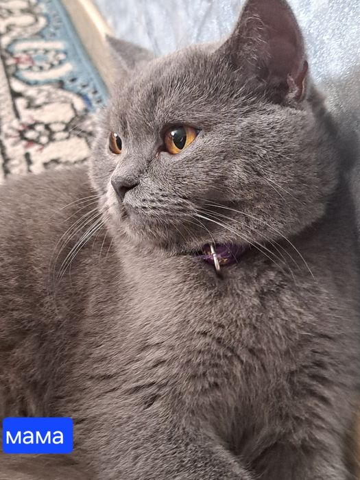 Шотландские  скоттиш фолд,  девочка