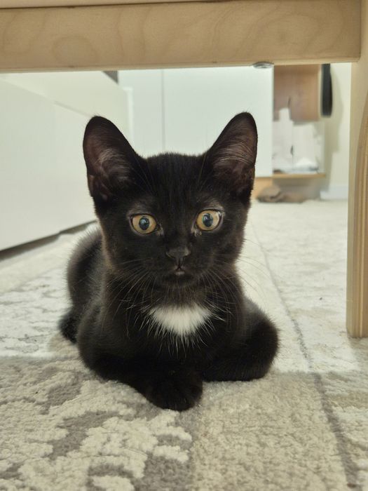 Красивые чёрные котята