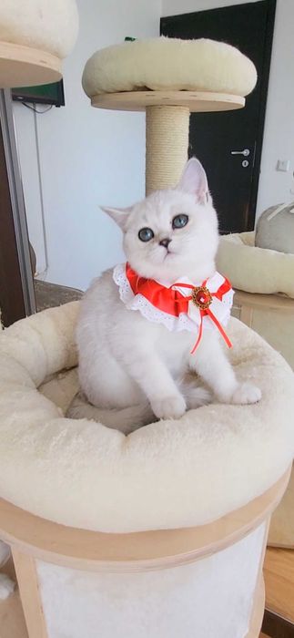 Fetita scottish straight shorthair cu pedigree iubibila