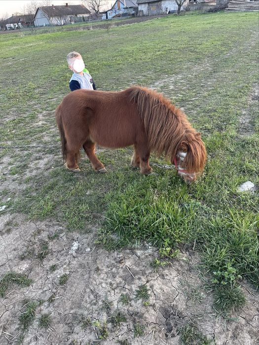 Poneu shetland talie mica