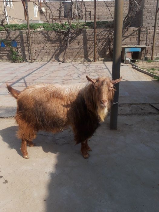 Zotli taka 3 yosh yeb ichishi yaxshi kasali yoq