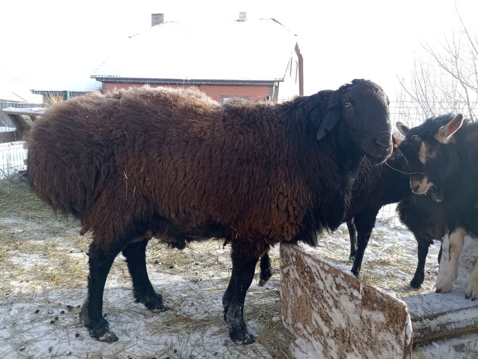 Продам кошкара порода гиссар