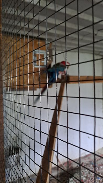Vand Papagali Cloroptera Mascul