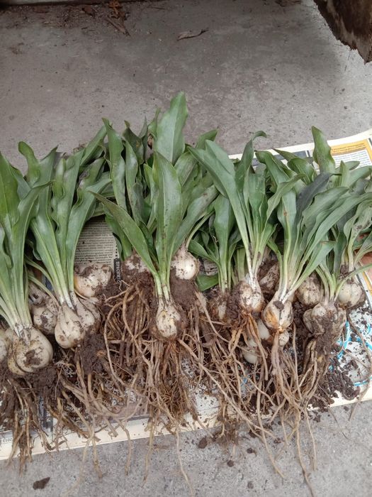 Цветы для вашего сада и огорода!!!