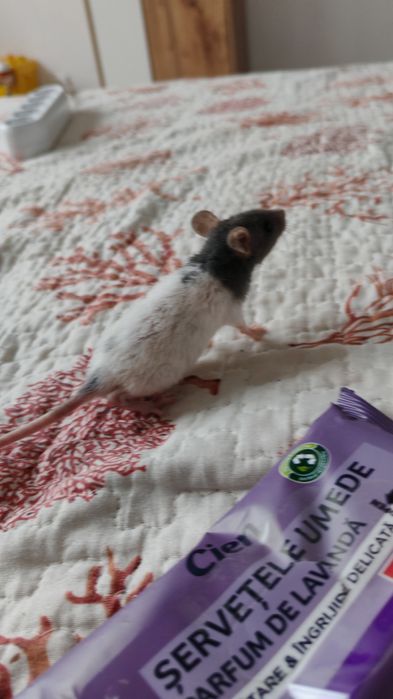 Șobolani Dumbo de companie