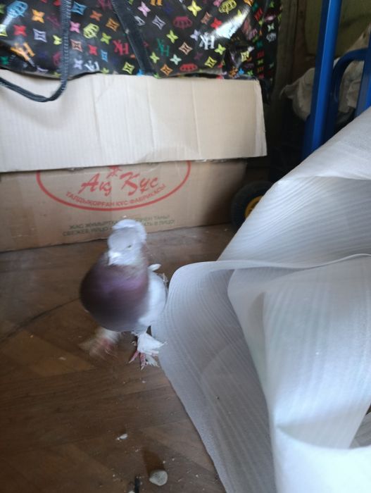 Голубка лет есть