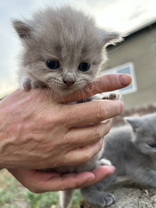Британские котята