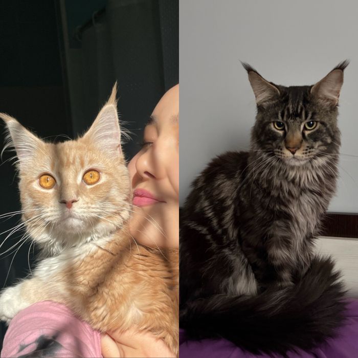 Котята Мейн-кун