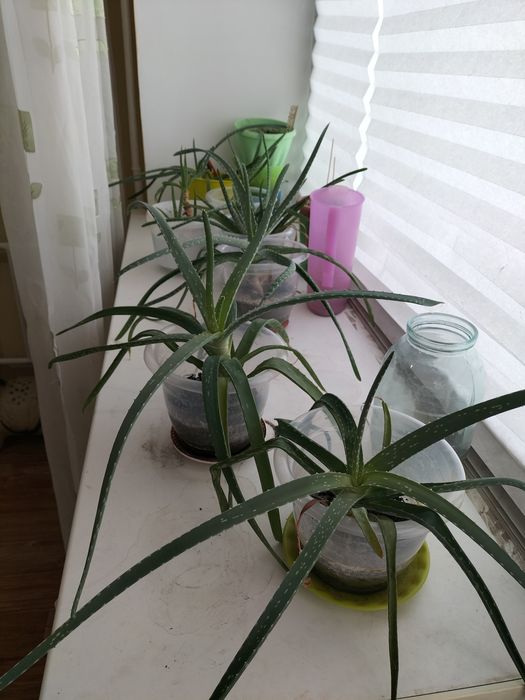 Алое вера лечебное