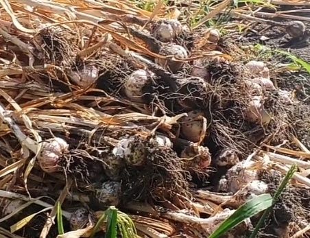 Чеснок из своего участка