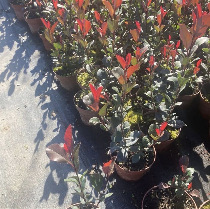 Фотиния-(Photinia Red Robin)