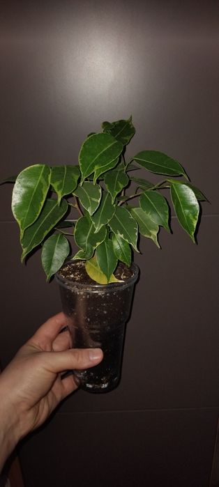 Фикус Бенджамина, мята, кактус, комнатные цветы, растения