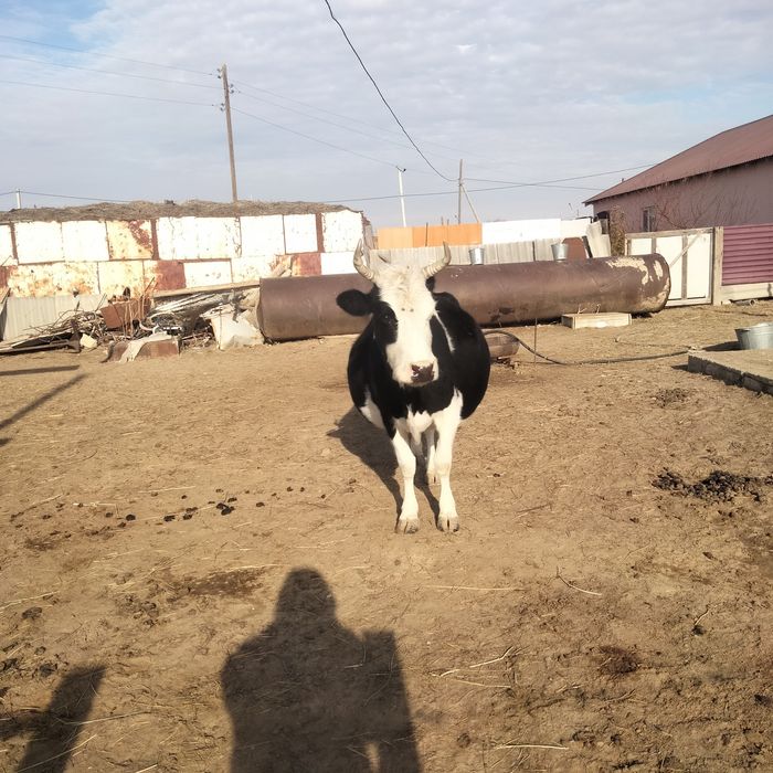 5 ші туайындеп турган буаз сиыр сатылады жуас ірі сиыр