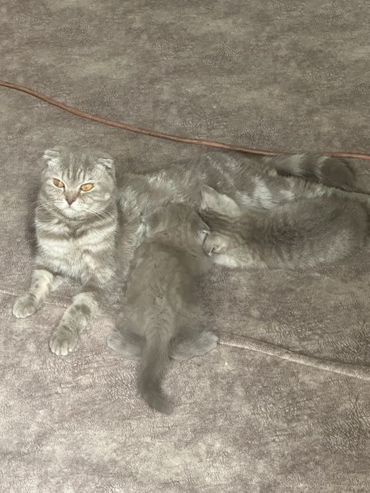 Котята чистокровные