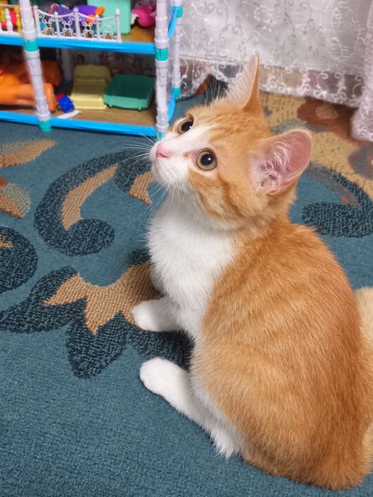 Котенок мальчик 3 месяца